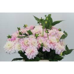 Dalia Hol. Pink Delight 40cm "CC60"