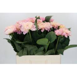 Dalia Hol. Strawberry Ice 60cm "CC25"