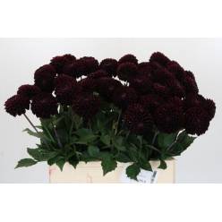 Dalia Hol. Dark Prince 60cm "CC40"