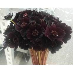 Cosmos Black Beauty 45cm "T60"