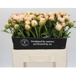 Peonia Hol. In Full Sail 60cm