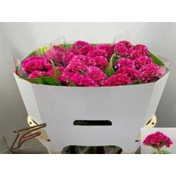 Celosia Cresta Rose Delight 75cm