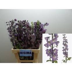 Delphinium Hol. Du Mf LPink Wb 70cm "T10"