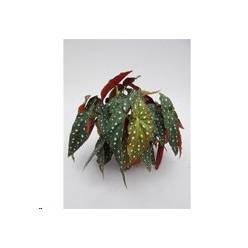 P. Begonia Maculata 12/45cm "CC6" -M. Ceramica-