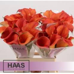 Calla Sunset Passion 70cm Nj.