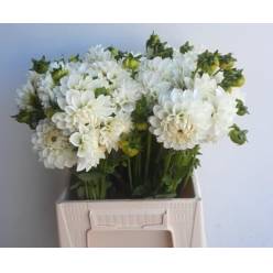 Dalia Hol. Ice Ice Baby 60cm Bl "CC45"