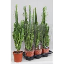 P. Euphorbia Trigona 17/75cm x6