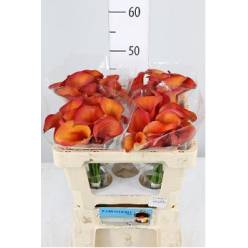 Calla Captain Odeon 50cm (7 Dias - 2)