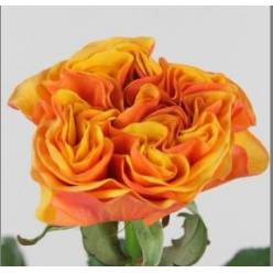 Rosa Hol. Heliana Orange+ 50cm A2 (7 Dias - 2)