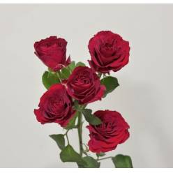 Ramificada Red Trendsetter 60cm (7 Dias - 2)