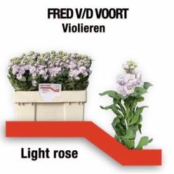 Aleli Hol. Milla Ligth Pink 60cm "T10" (7 Dias - 2)
