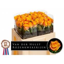Rosa Hol. Catalunya 50cm (7 Dias - 2)