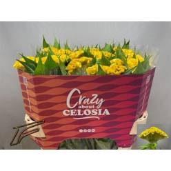 Celosia Cresta Smashing Yellow 75cm (7 Dias - 2)