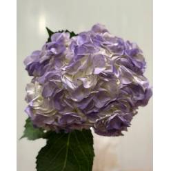 Hortensia Premium Tint. Lila 60cm 17/18 (7 Dias - 2)