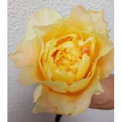 Rosa Ecu. Golden Dragonfly 60cm (7 Dias - 2)
