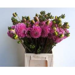 Dalia Hol. Ball Sweet Fabienne 50cm "CC50" (7 Dias - 2)