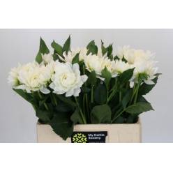 Dalia Hol. Margot 60cm "CC40" (7 Dias - 2)
