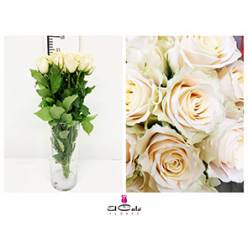 Rosa Hol. Charmant 50cm (7 Dias - 2)
