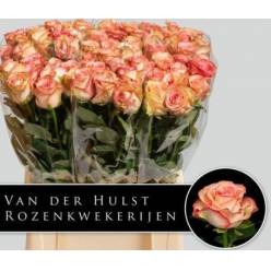 Rosa Hol. Aprikola 60cm Rs. A2 (7 Dias - 2)