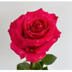 Rosa Ecu. Full Monty 60cm Fx. (7 Dias - 2)