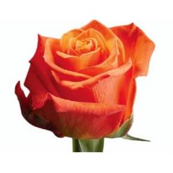 Rosa Hol. Orange Wave 50cm (7 Dias - 2)