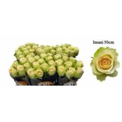 Rosa Hol. Imani 50cm (7 Dias - 2)