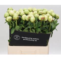 Peonia Hol. Ivory Victory 55cm Bl. "AA" (7 Dias - 2)
