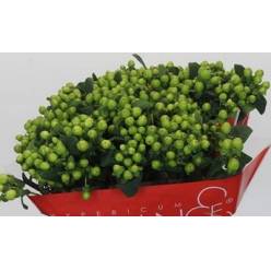 Hypericum Hol. Lucky Romance 40cm