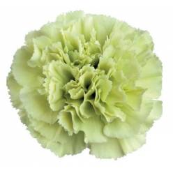 Clavel Col. Select Prado Mint Vd. x25