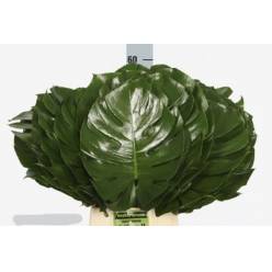 Philodendro Monstera Italia 60cm