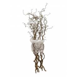 Corylus Avellana 120cm