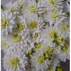 Dalia Italia Karma Zwaan 50cm "CC50"