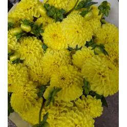 Dalia Italia Banana 50cm "CC50"