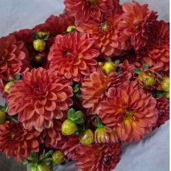 Dalia Italia Ball Orange 50cm "CC50"