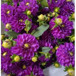 Dalia Italia Stratus 50cm "CC50"