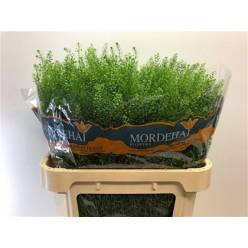 Lepidium Thlaspy Green Bell 80cm 28gr "T25"