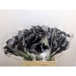 Calla Ceara 45cm Negra