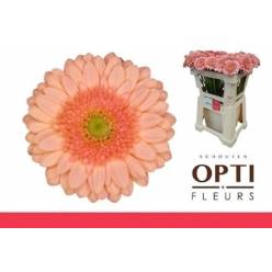 Gerbera Mini Hol. Ice Cream "T20"