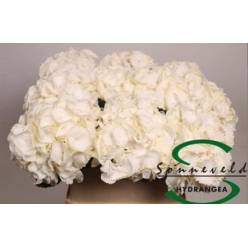 Hortensia Hol. Royal Princess 80cm 18/20 Bic.