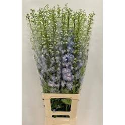 Delphinium Italia Azul Claro 90cm