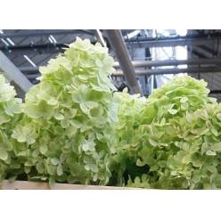 Hortensia Hol. Mag. Candle 80cm 16/18 Vrd.