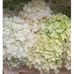 Hortensia Hol. Mag. Candle 50cm 10/12 Vrd.