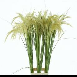 Hierba de Pampas Richardii 120cm
