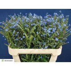 Cynoglossum Amabile 80cm