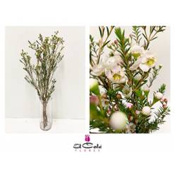 Flor Cera Hol. Dawn Pearl 55cm 15gr "T25"