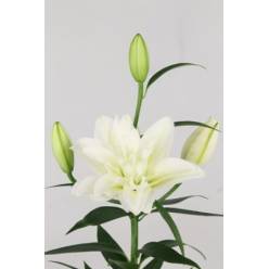 Oriental Hol. Bl. Doble Amsterdam 85cm 3 fl.
