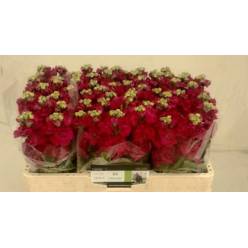 Aleli Hol. Impala Red 55cm "T10"