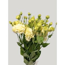Lisiantus Nac. Rizado Crema 70cm (7 Dias - 2)