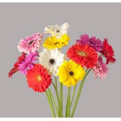 Gerbera Mini Hol. Mixta "T30" (7 Dias - 2)