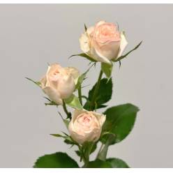 Ramificada Pinky Promise 50cm crem. (7 Dias - 2)